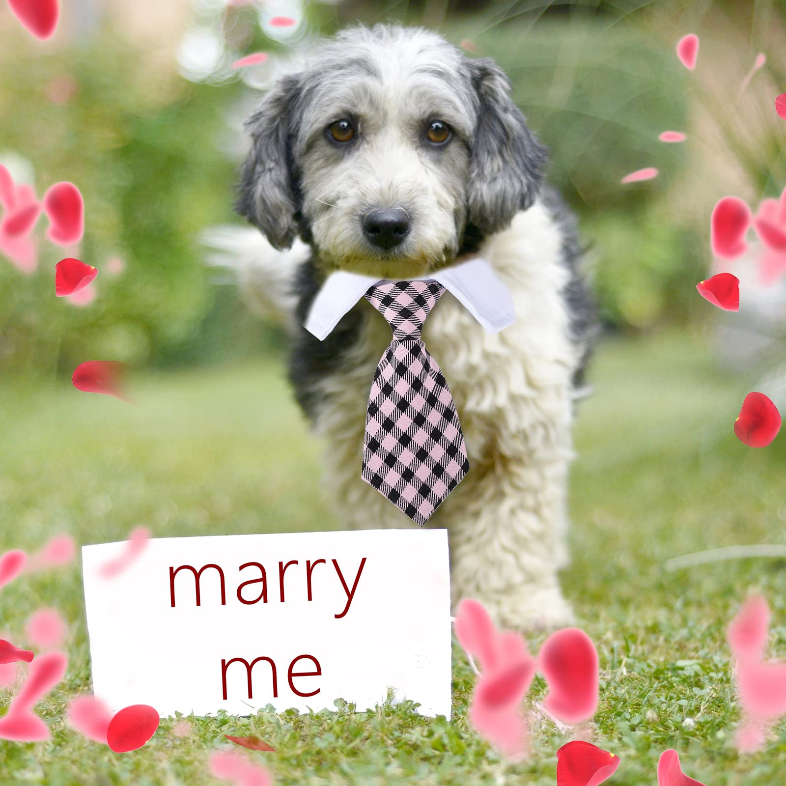 Saintrygo dark pink and black stripe collar looks playful yet stylish.