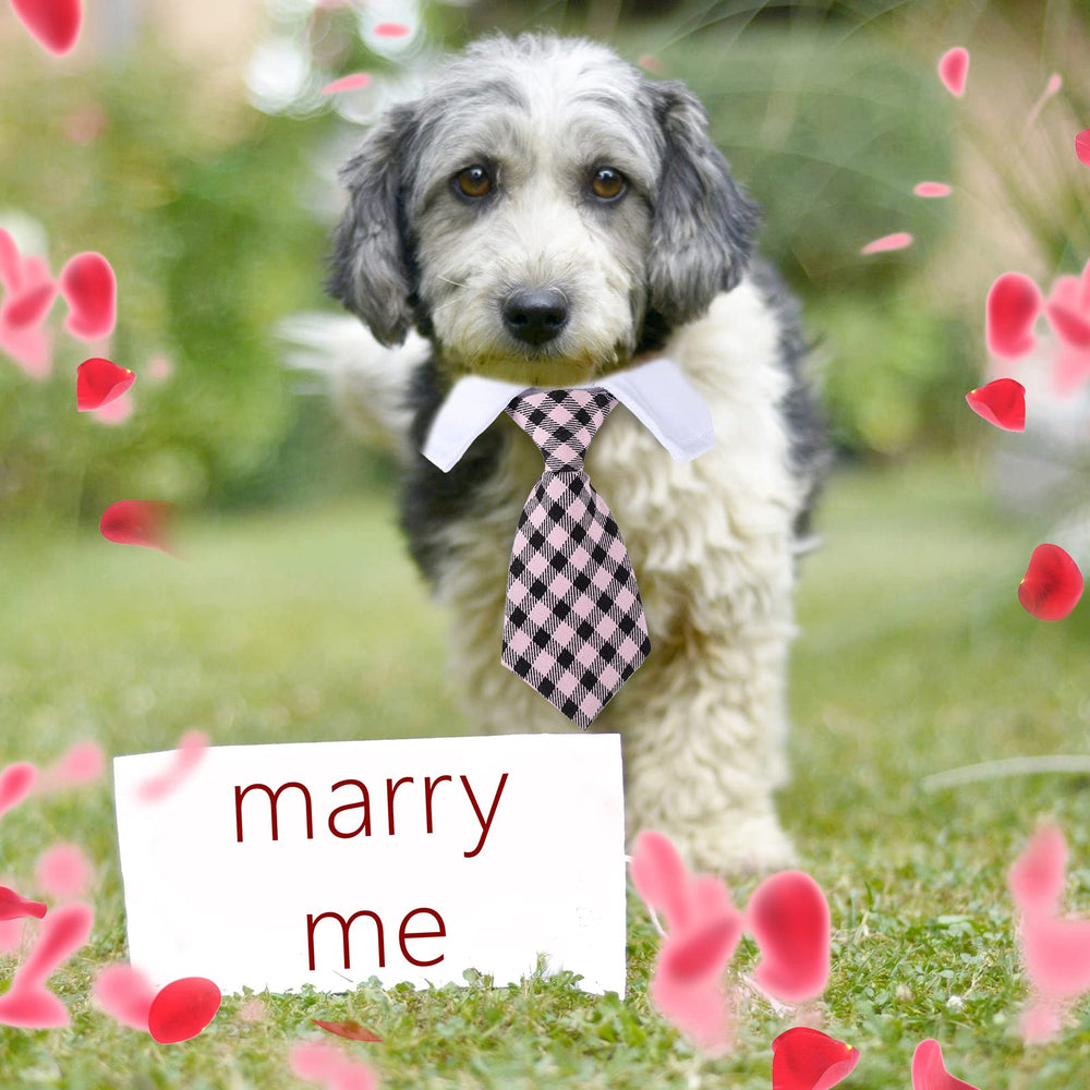 Saintrygo dark pink and black stripe collar looks playful yet stylish.