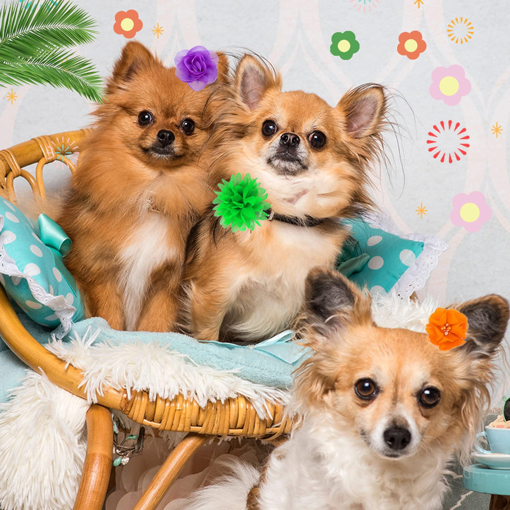 Saintrygo dog collar flowers style-lily bow for chic everyday outfits