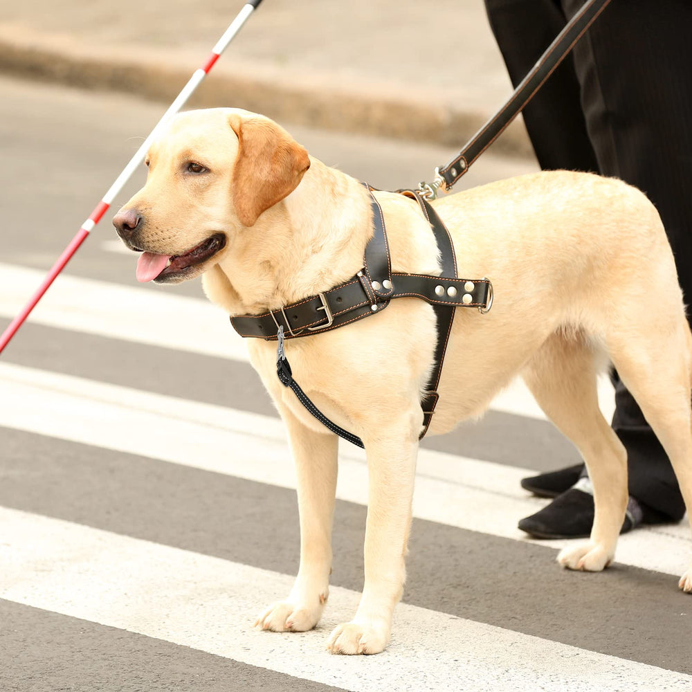 Saintrygo safety clips compatible-with-flat-martingale-prong-collars suits multiple setups.