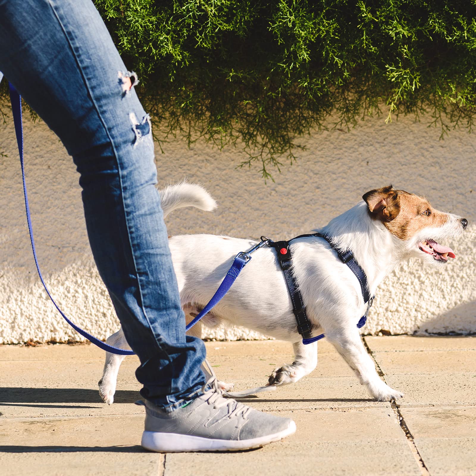 Saintrygo safety clips gift-ready-packaging makes a thoughtful dog-owner gift.