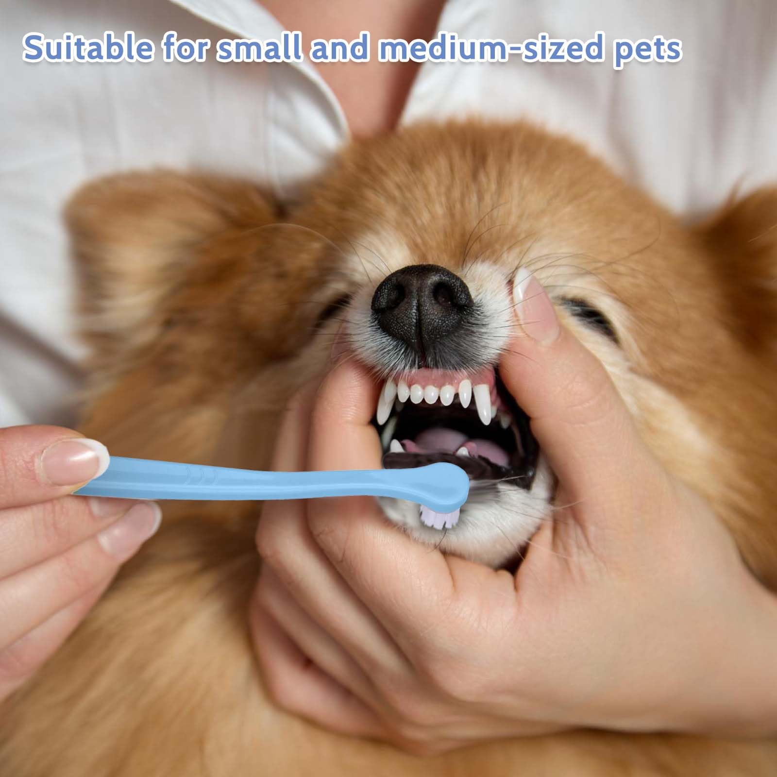 Salbsever puppy and kitten brushing session with kit supports regular dental care safely