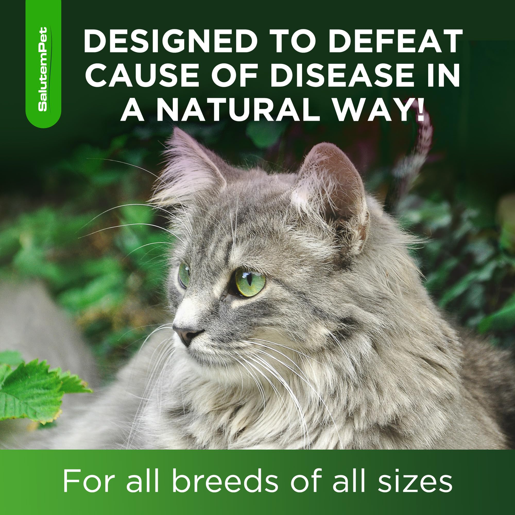 SalutemPet cat antibiotic applied directly into a cat's mouth for administration.