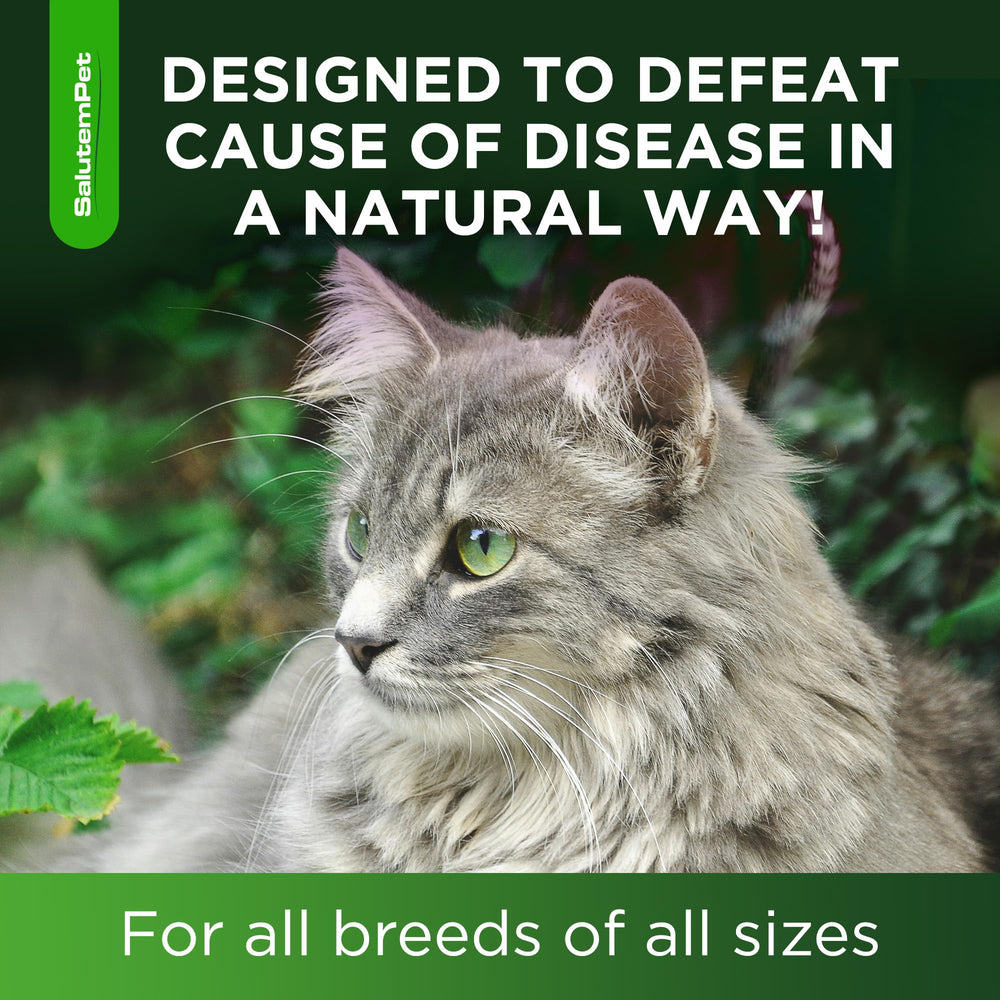 SalutemPet cat antibiotic applied directly into a cat's mouth for administration.