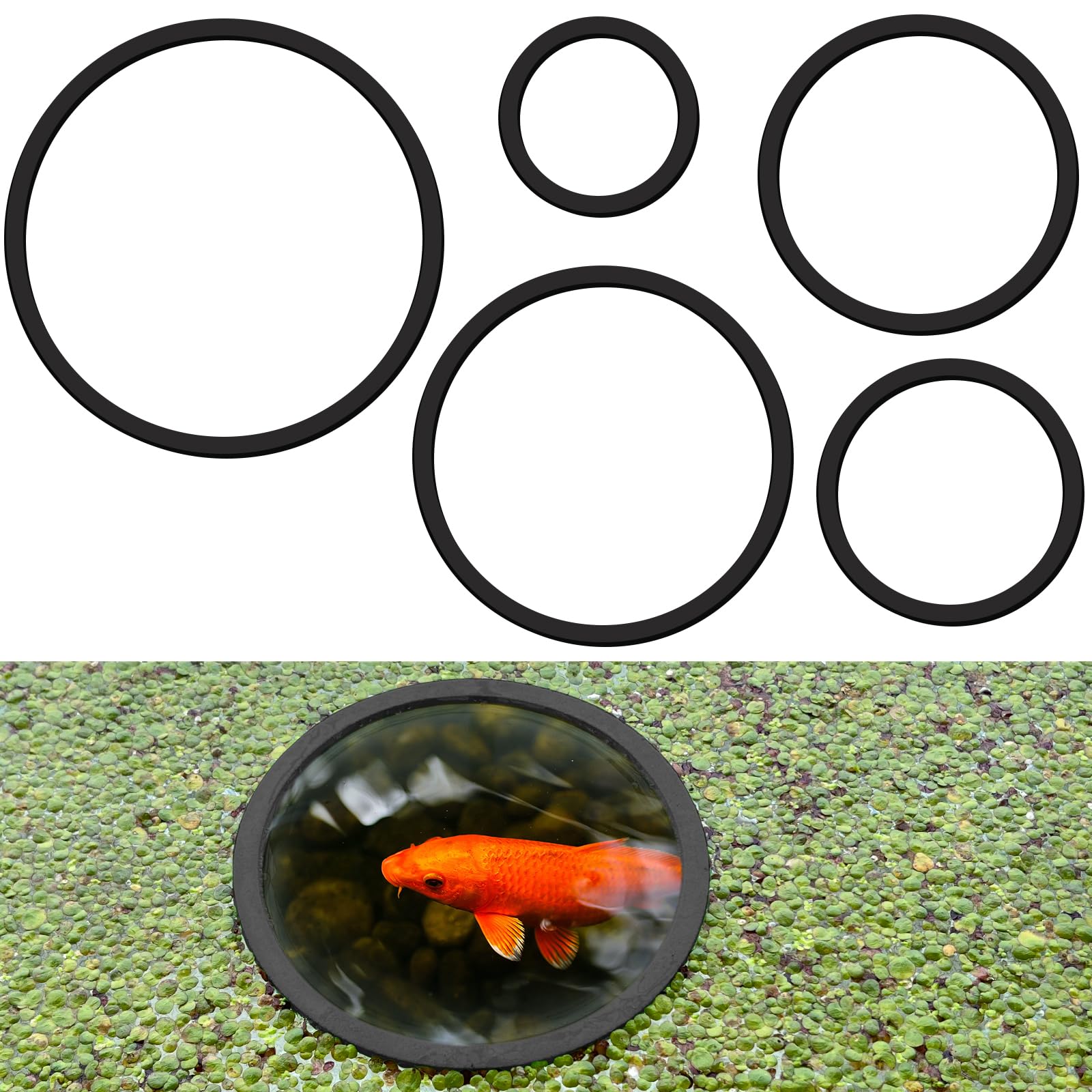 SANJHFF floating plant corral in black ring creates neater aquarium layouts
