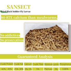 SANSECT BSF larvae closeup emphasizes high calcium content for eggs.