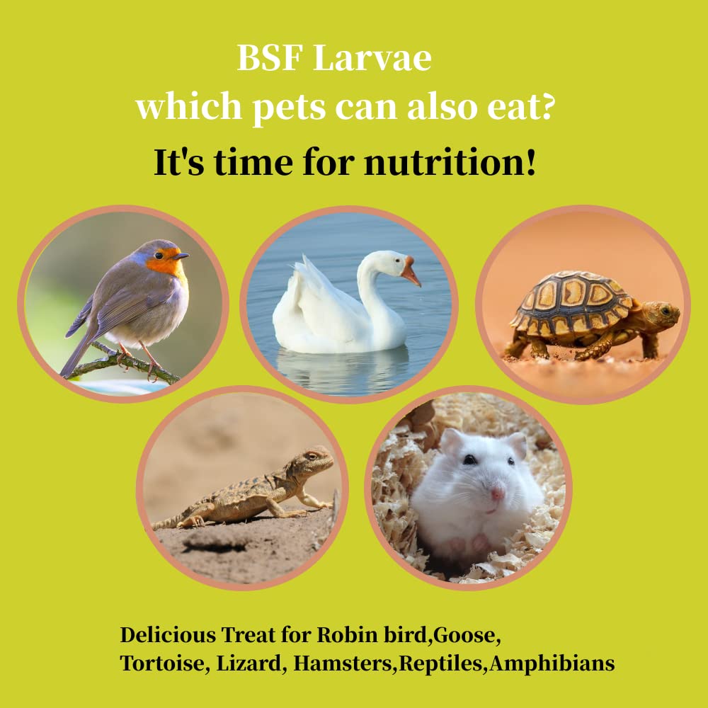 SANSECT BSF larvae serving beside eggs highlighting potential egg quality support.