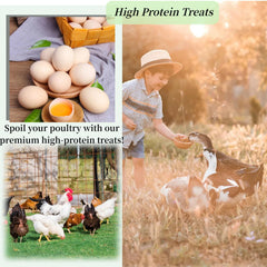 SANSECT chickens enjoying BSF larvae during feeding time.