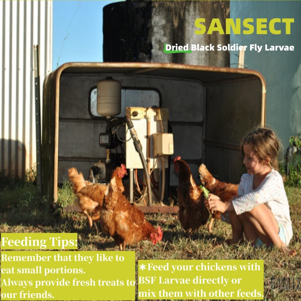 SANSECT dried BSF larvae alongside wild birds for flock attraction.