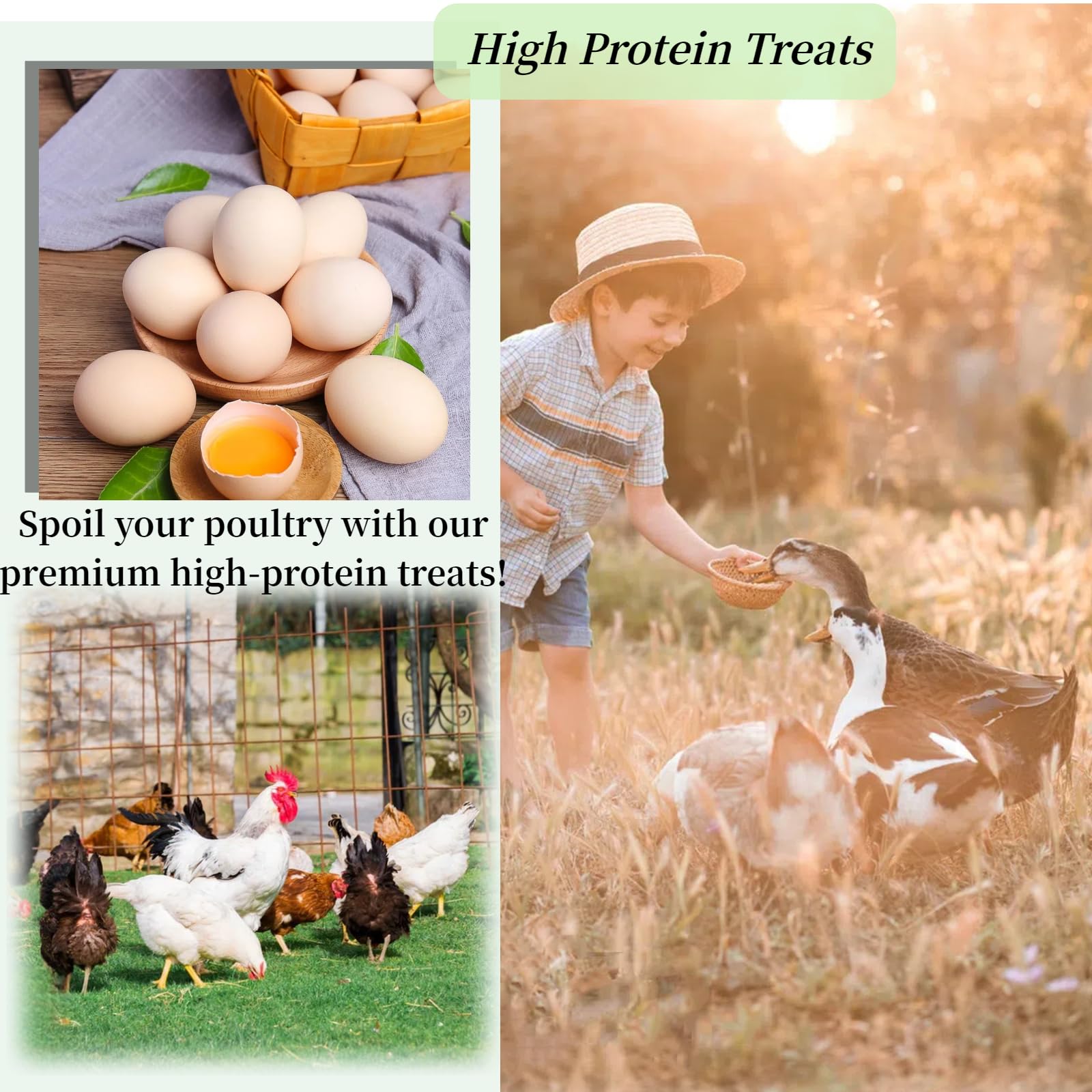 SANSECT poultry feeding scene with BSF larvae for healthier flocks.
