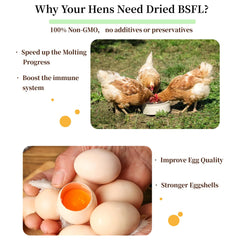 SANSECT wild birds attracted to calcium-rich BSF larvae.