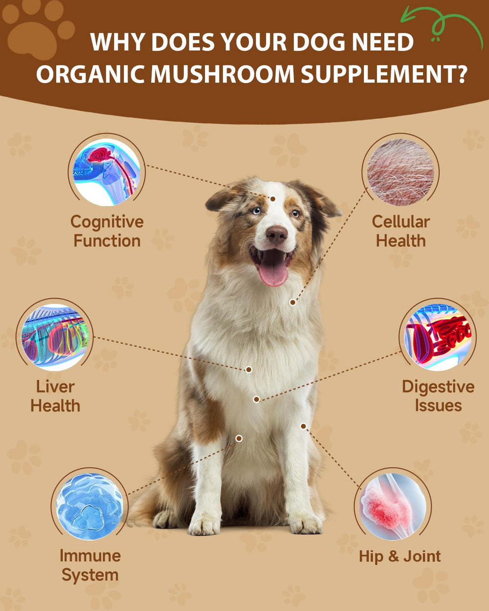SANTKOL mushroom powder for dogs being mixed into food for digestion support.