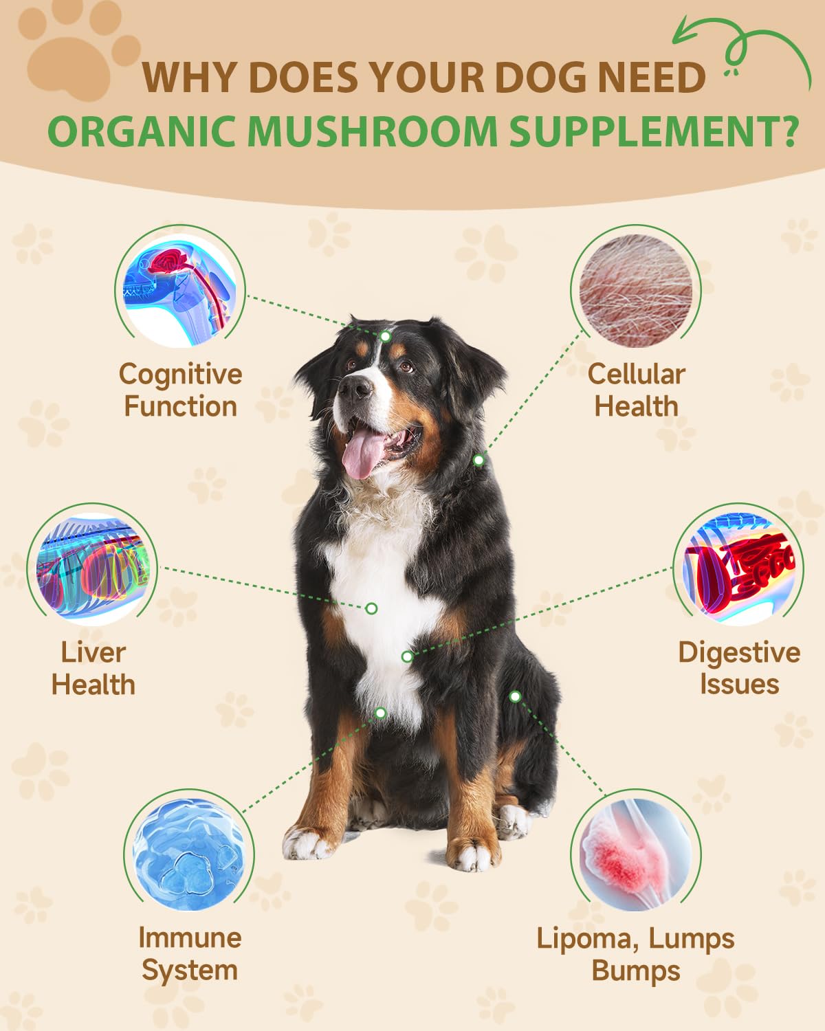 SANTKOL turkey-tail dog mushroom immune-support for resilient health