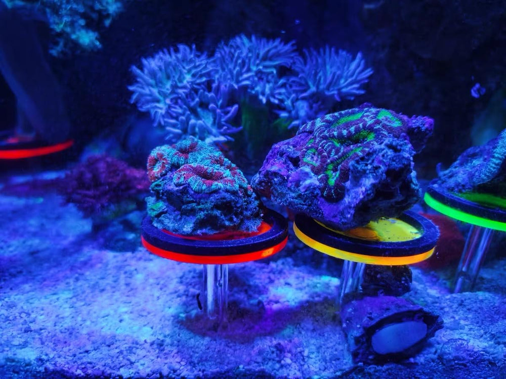 Saricho colorful frag rack setup enhances reef display and access