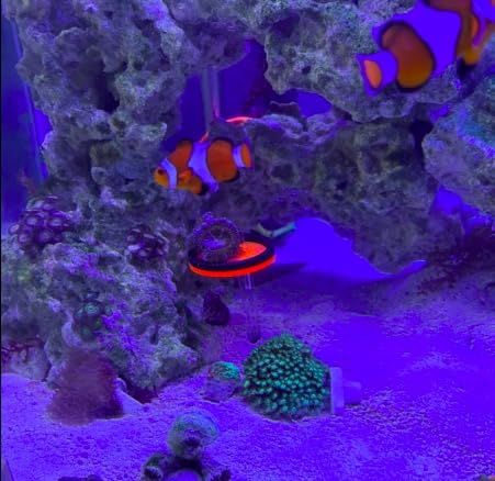 Saricho live coral frag display helps quick placement and viewing
