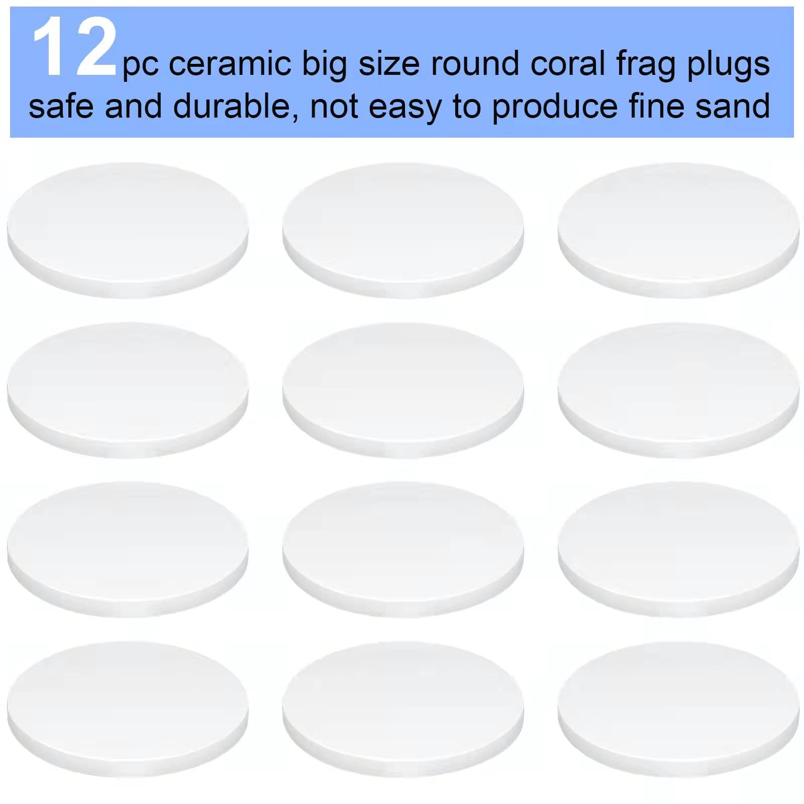 Saricho white coral frag plug round base 70mm ready for placement.