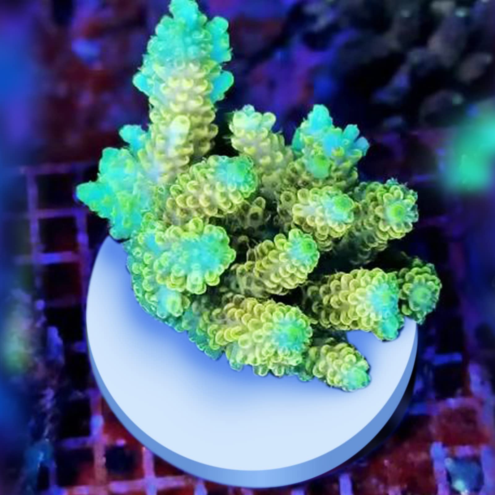 Saricho set of 12 white coral frag bases for multiple fragments.