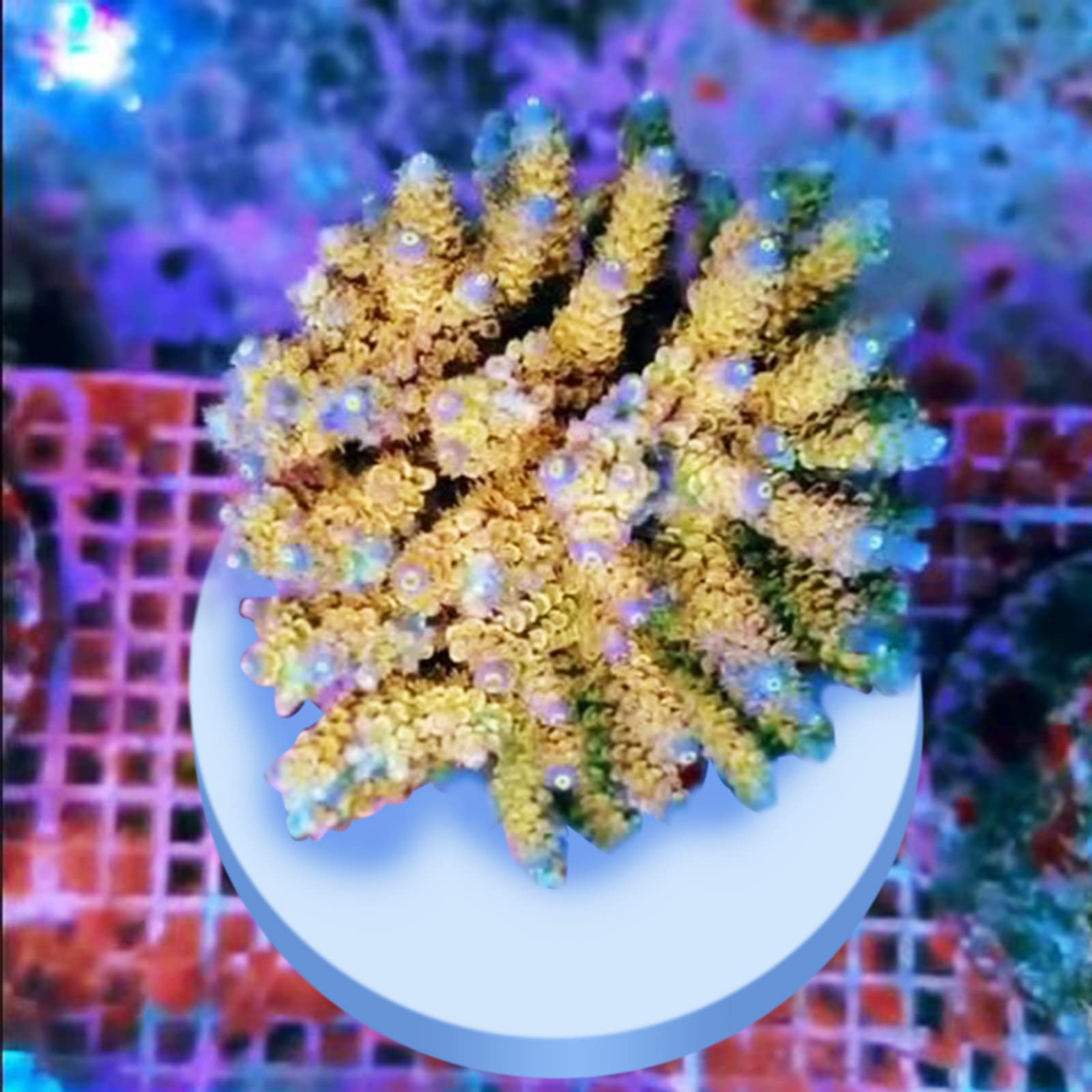 Saricho 70mm diameter base fits most coral fragments.