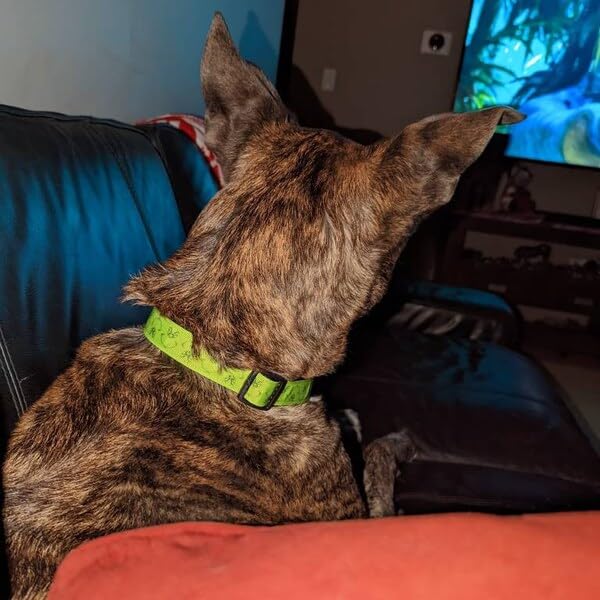 Sarybei Christmas collar on dog neck demonstrates comfortable wear