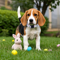 Sarybei collar crafted in hypoallergenic nylon offers lightweight, skin-friendly comfort.