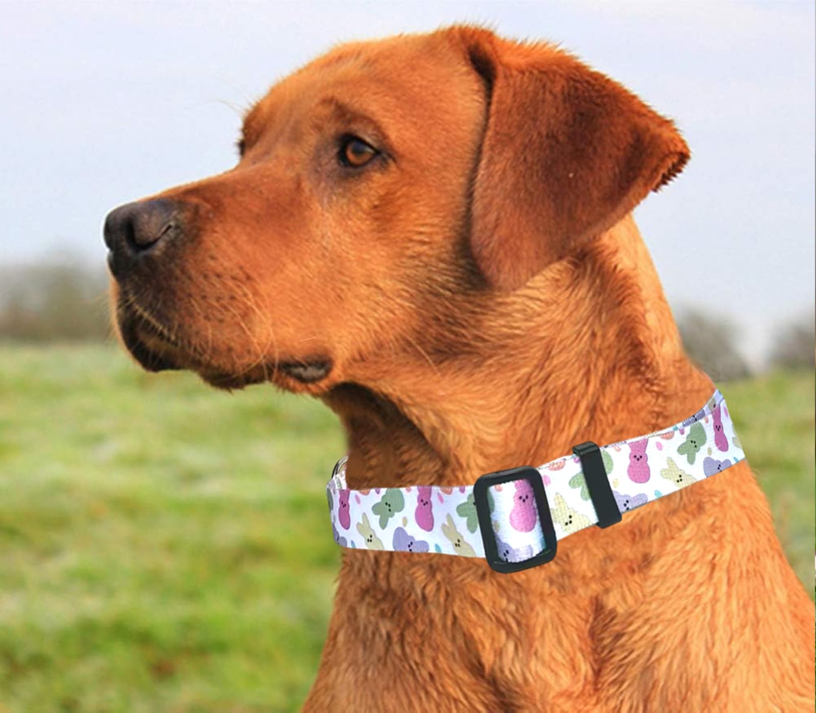 Sarybei Easter pet collar adds seasonal flair for photos and holiday gatherings.