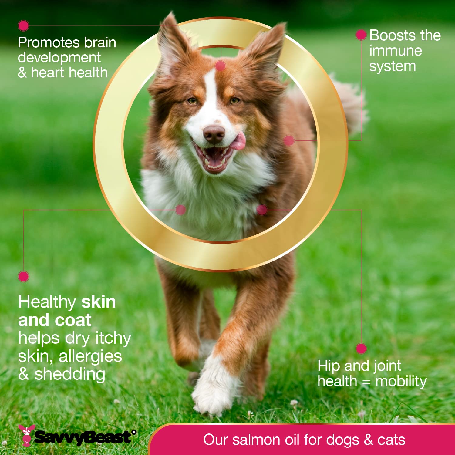 SavvyBeast salmon oil for dog meals enables easy supplementation