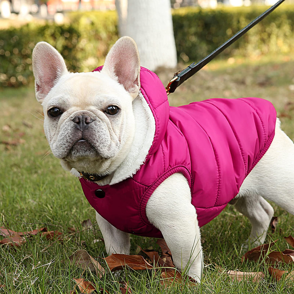 SAWMONG seven-size range ensures a snug indoor and outdoor fit for many breeds