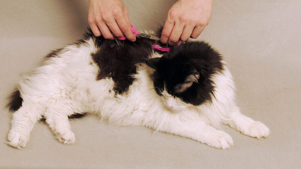 Scaredy Cut grooming guide helps new users learn safe techniques.