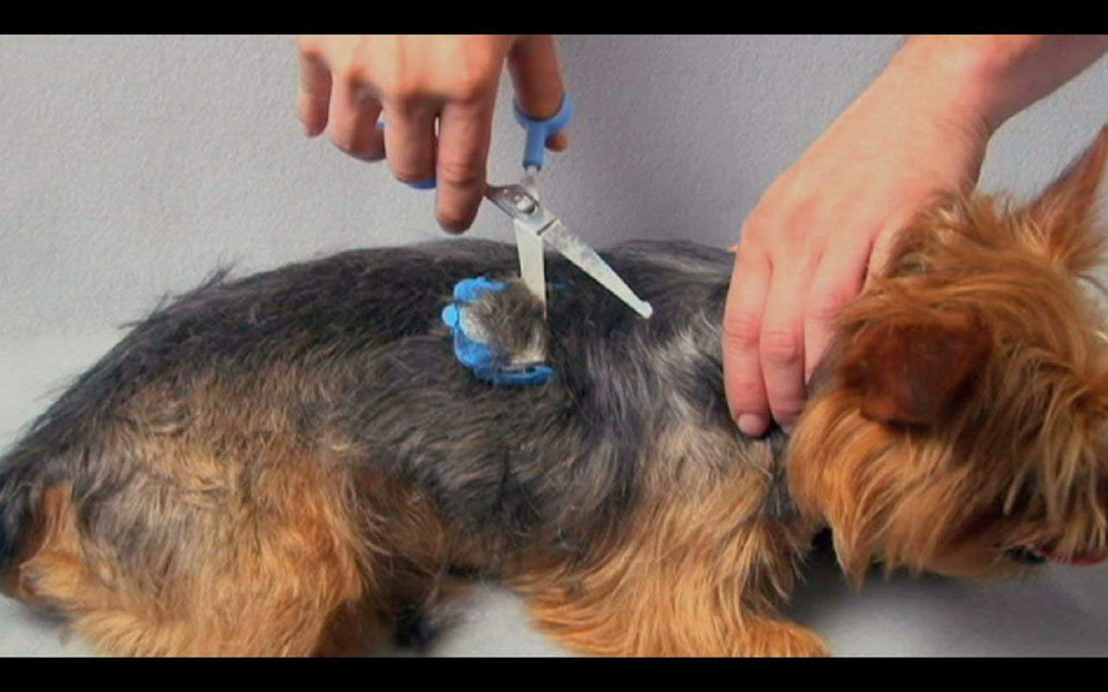 Scaredy Cut soft gel finger inserts provide comfortable snug fit during grooming.