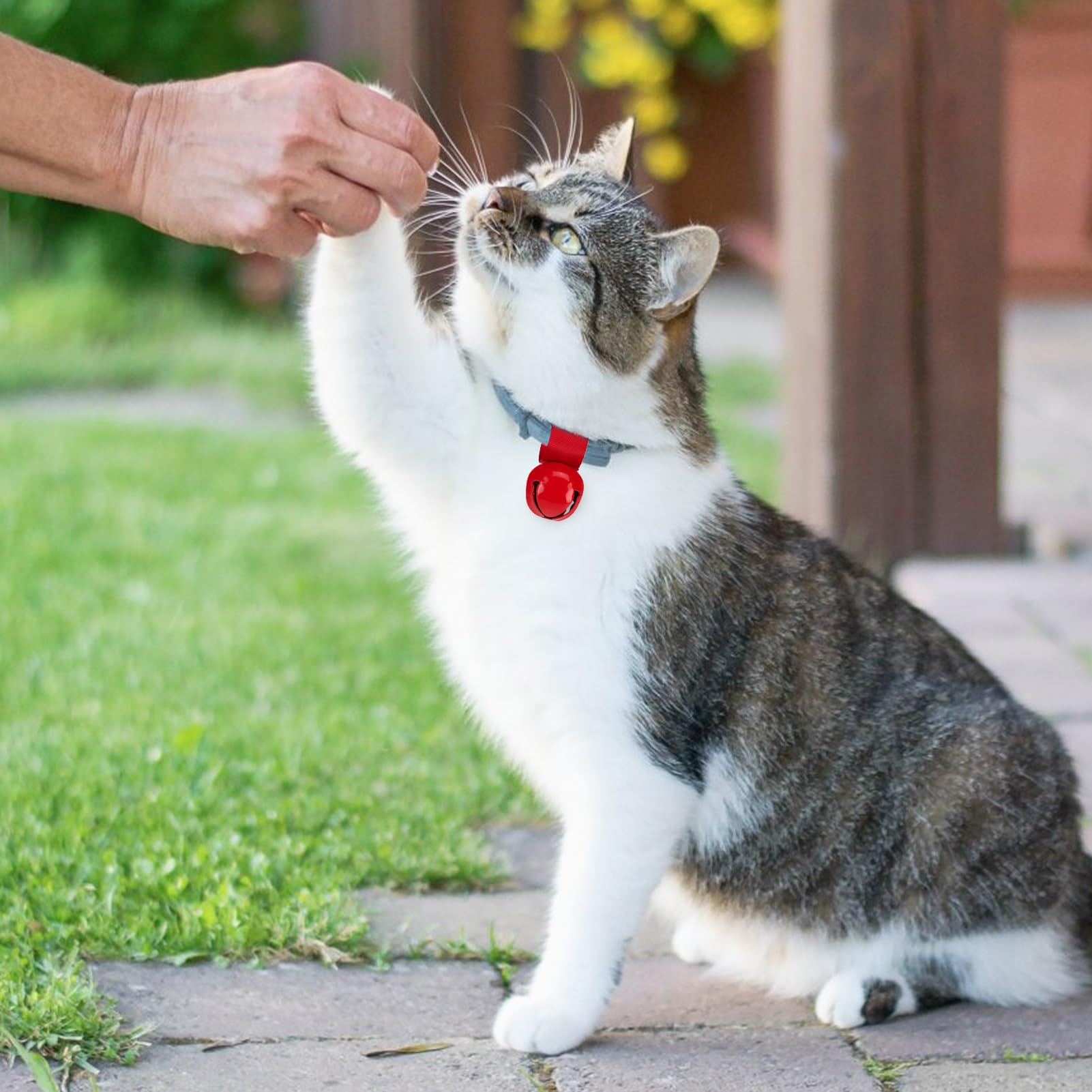 SCENEREAL dog collar bell on dog highlights easy visibility.