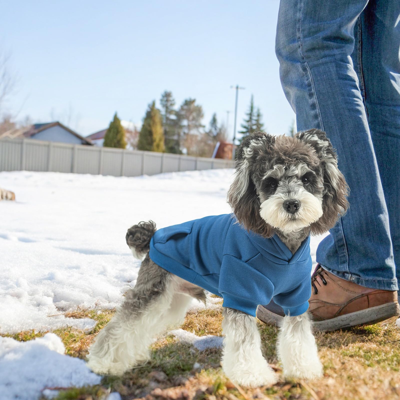 SCENEREAL dog hoodie blue street-style look boosts pet fashion appeal