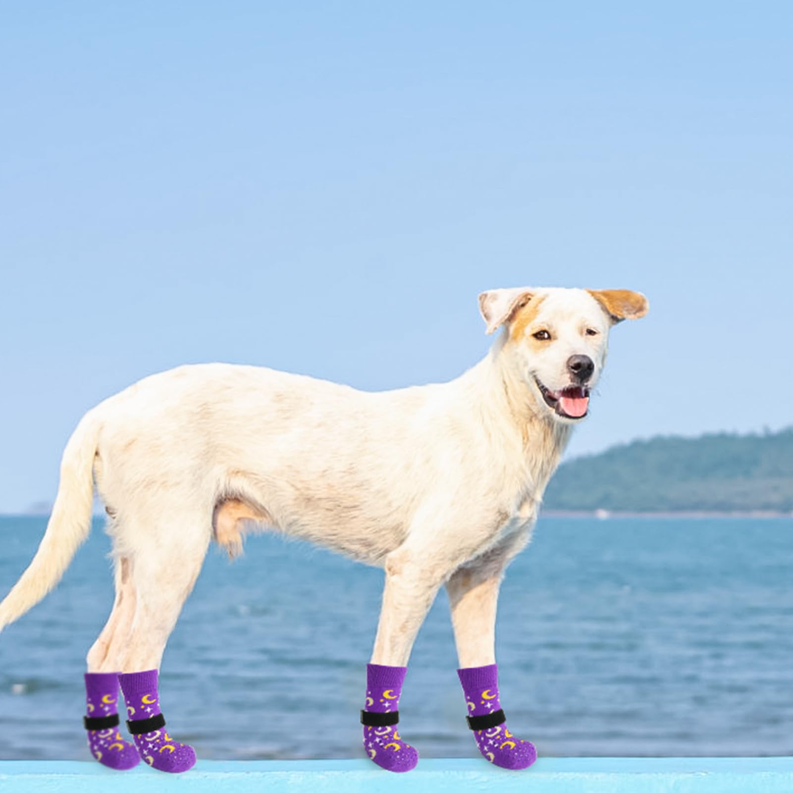 SCENEREAL dog socks on hardwood floor show traction and warmth