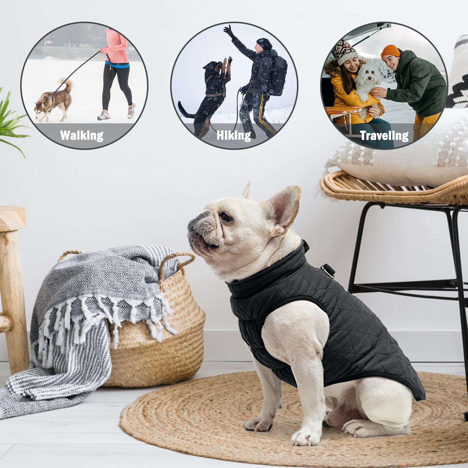 SCENEREAL chest-elastic band improves warmth retention on dogs.