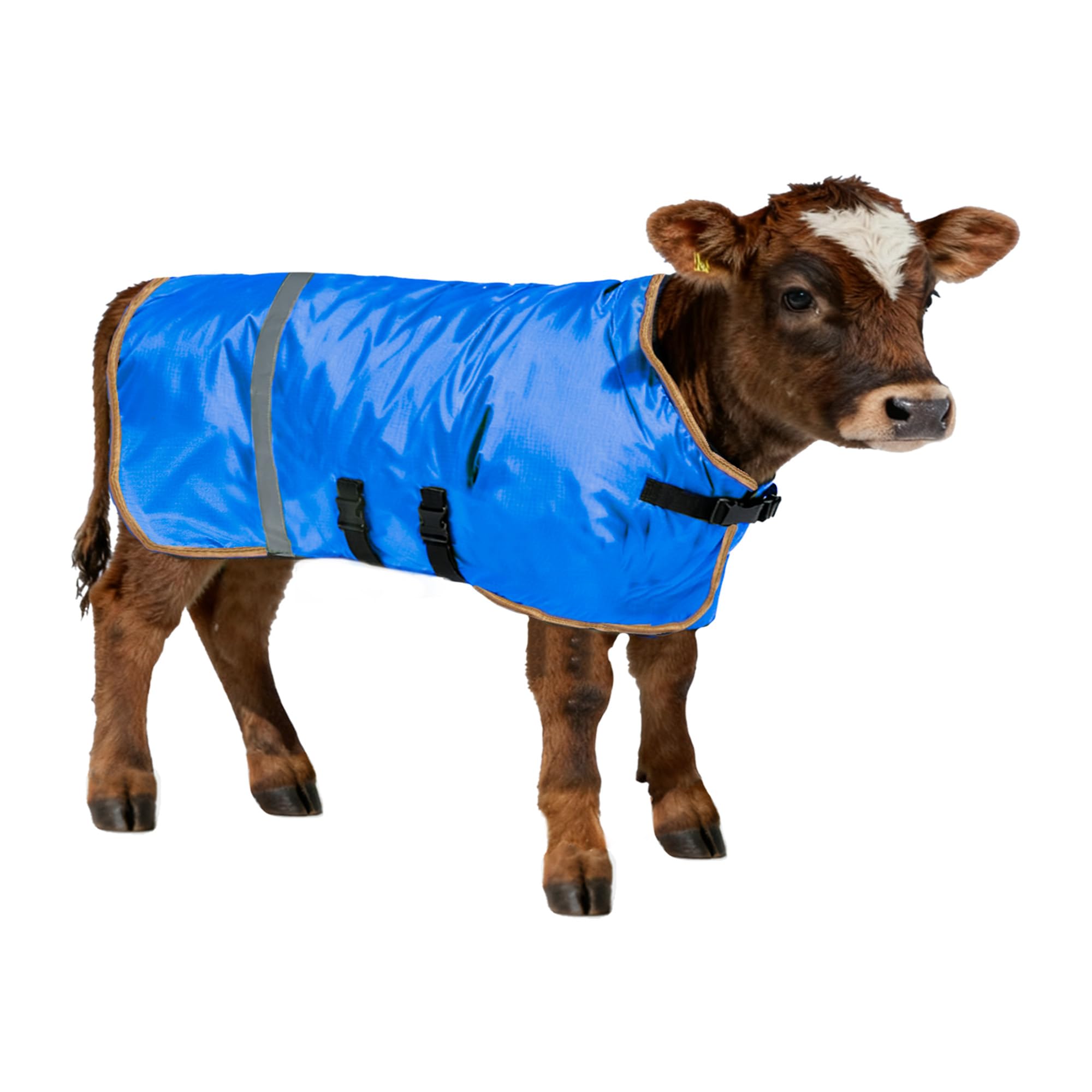 SCGFPOE winter calf coat with water-resistant shell protects newborn calves