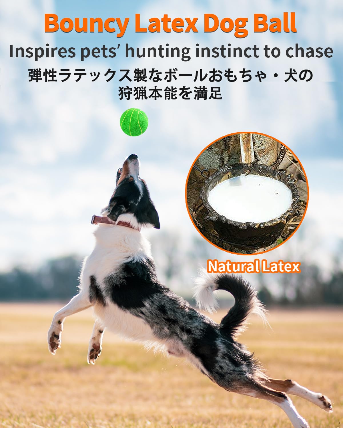 SCHITEC dental-texture ball close-up showing bumps for chewing