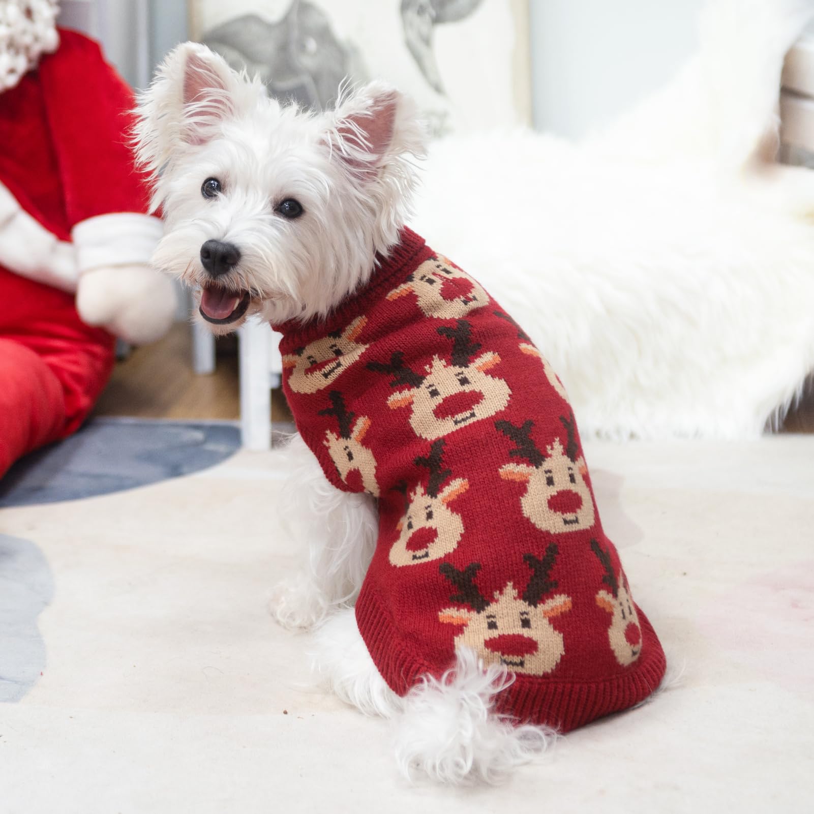 SCIROKKO worn-on-dog image captures fall style and practical warmth.