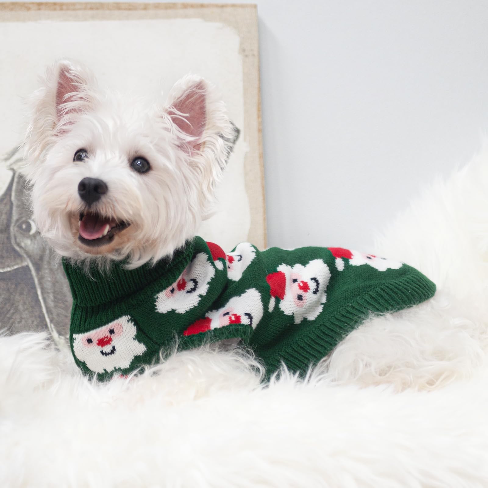 SCIROKKO warm acrylic knit keeps small dogs cozy in winter