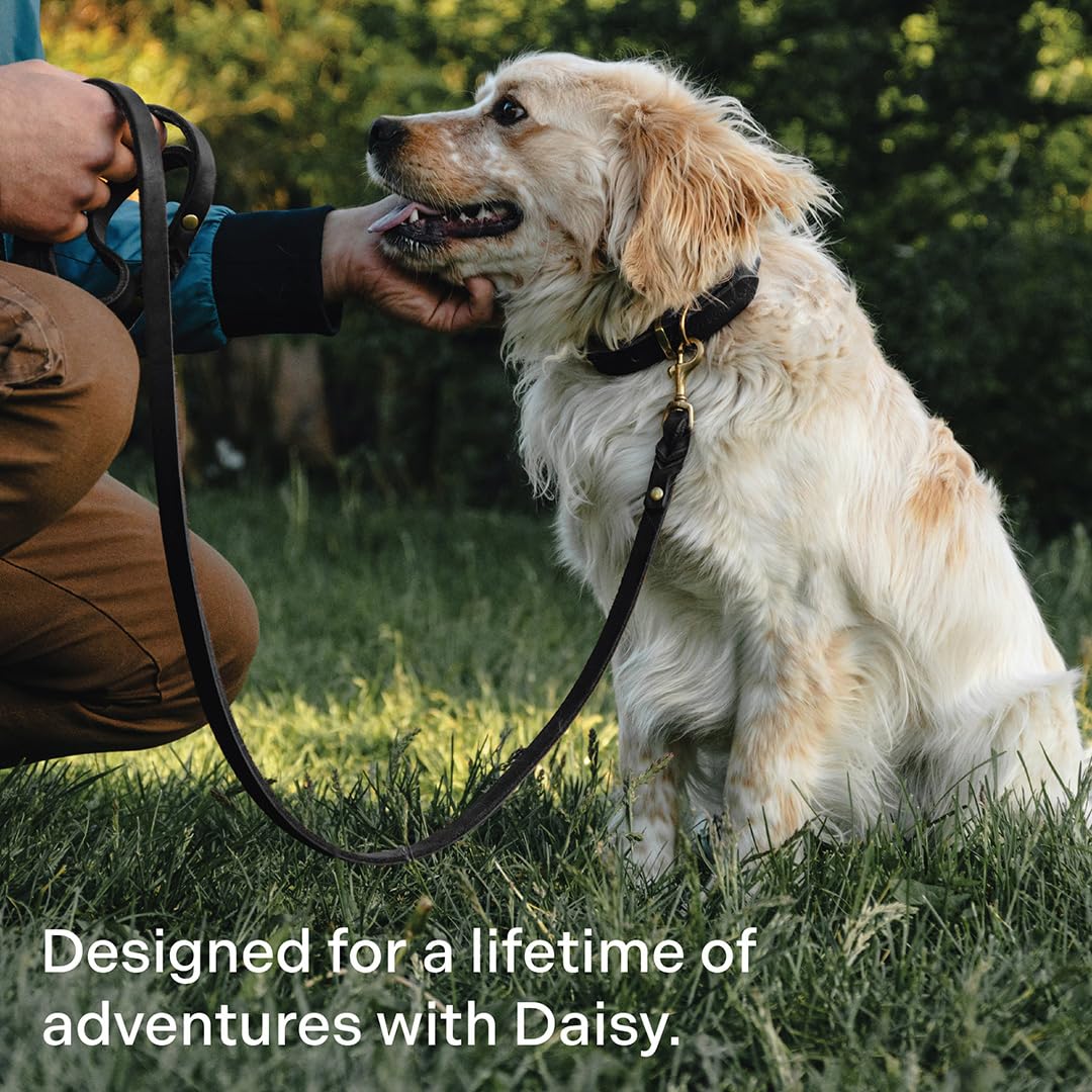 Scout Supply Co. Leather Collar multi-size-pack shows versatile option for a growing pup.