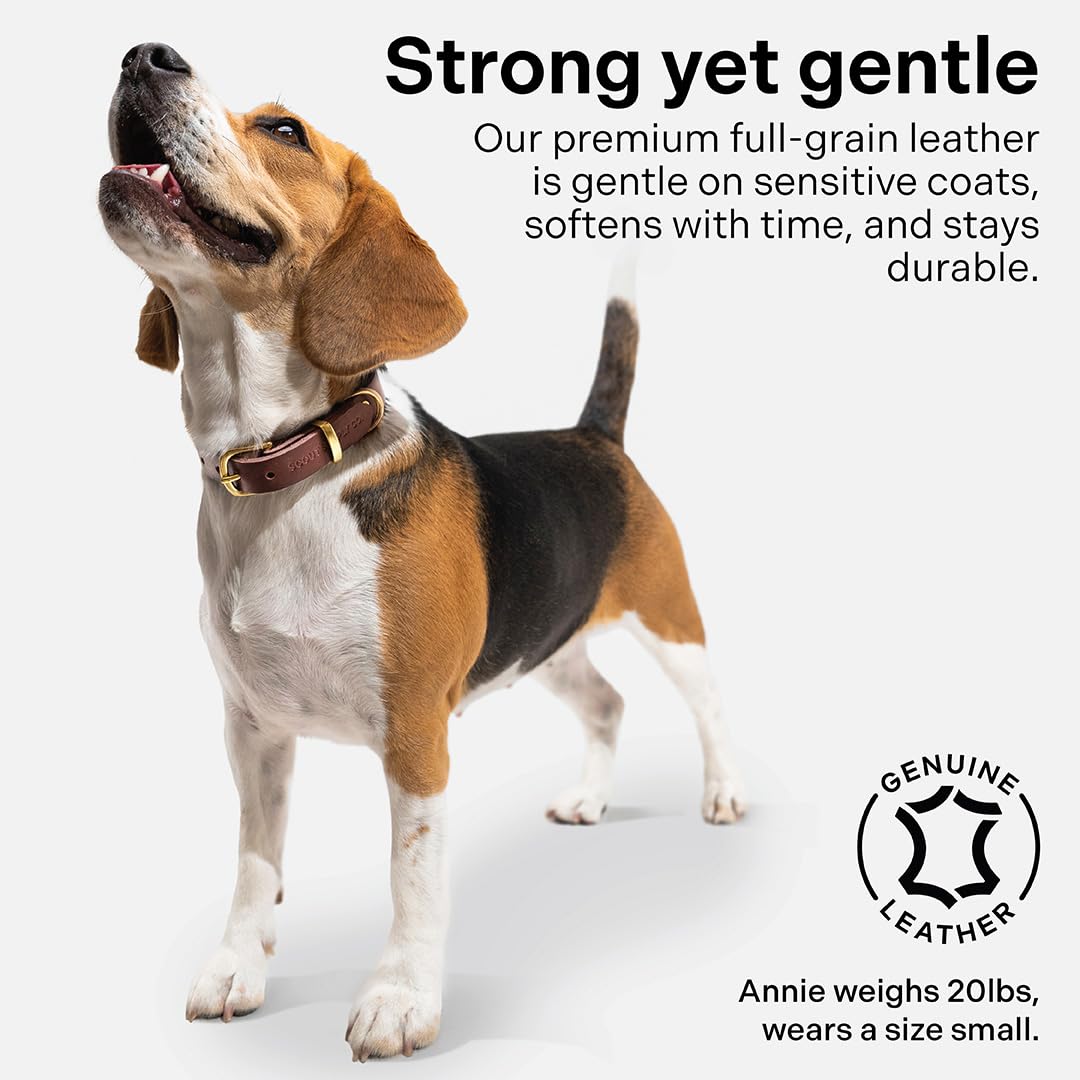 Scout Supply Co Classic Leather Collar patina development over time adds unique character