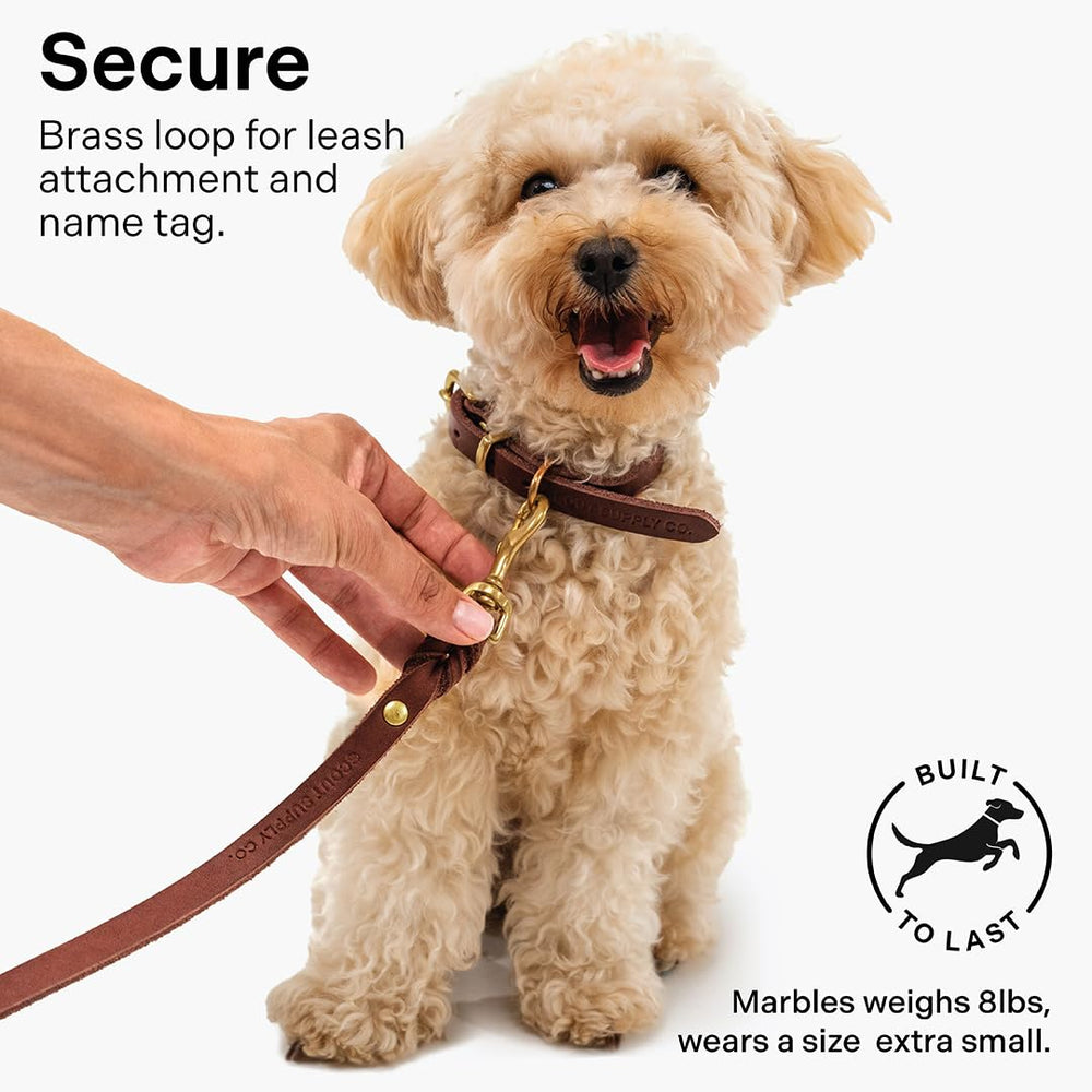 Scout Supply Co leather collar on walking dog demonstrates sturdy daily use