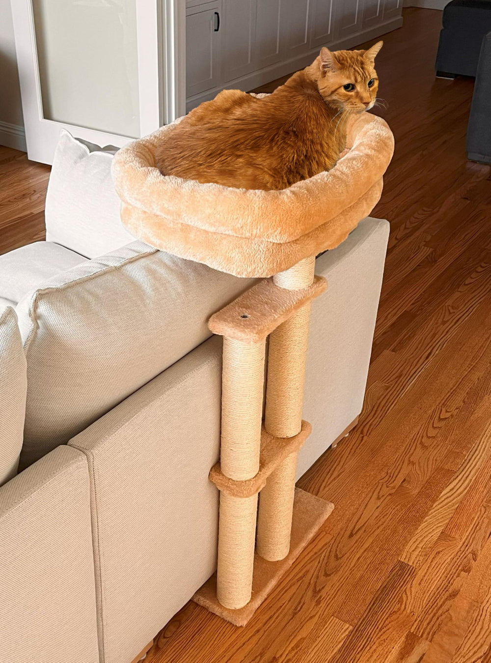 SCPW24 cushion protector cat bed front view shows sturdy lounge perch and protection
