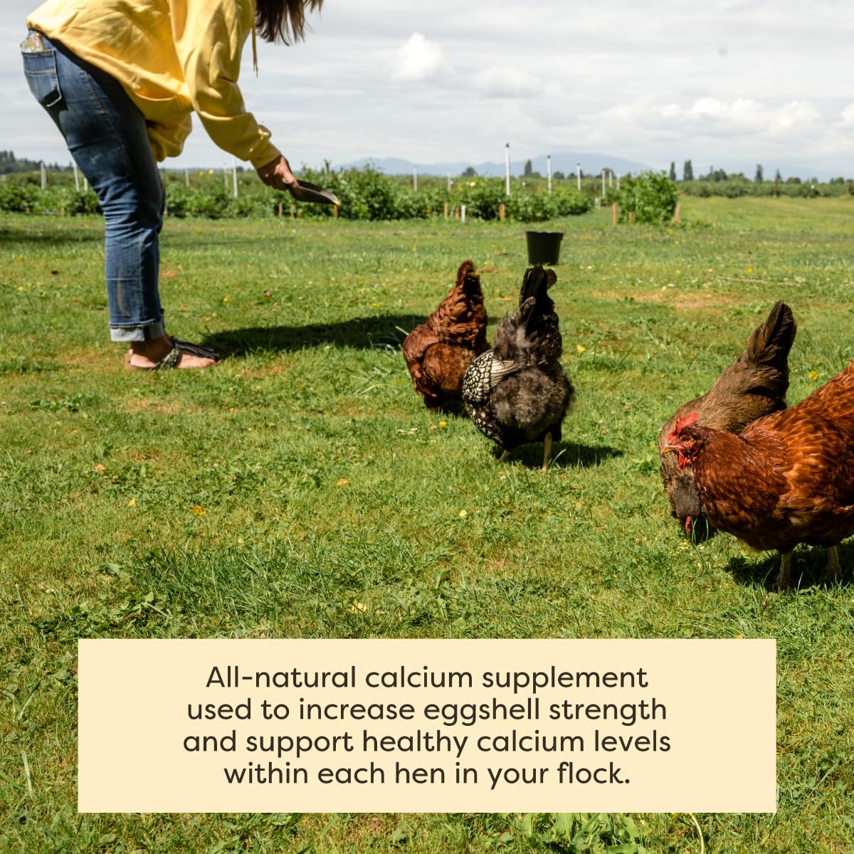 Scratch and Peck limestone supplement USA-sourced calcium for poultry health