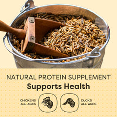 Scratch and Peck Grubs close-up highlights calcium-dense, sustainable larvae.