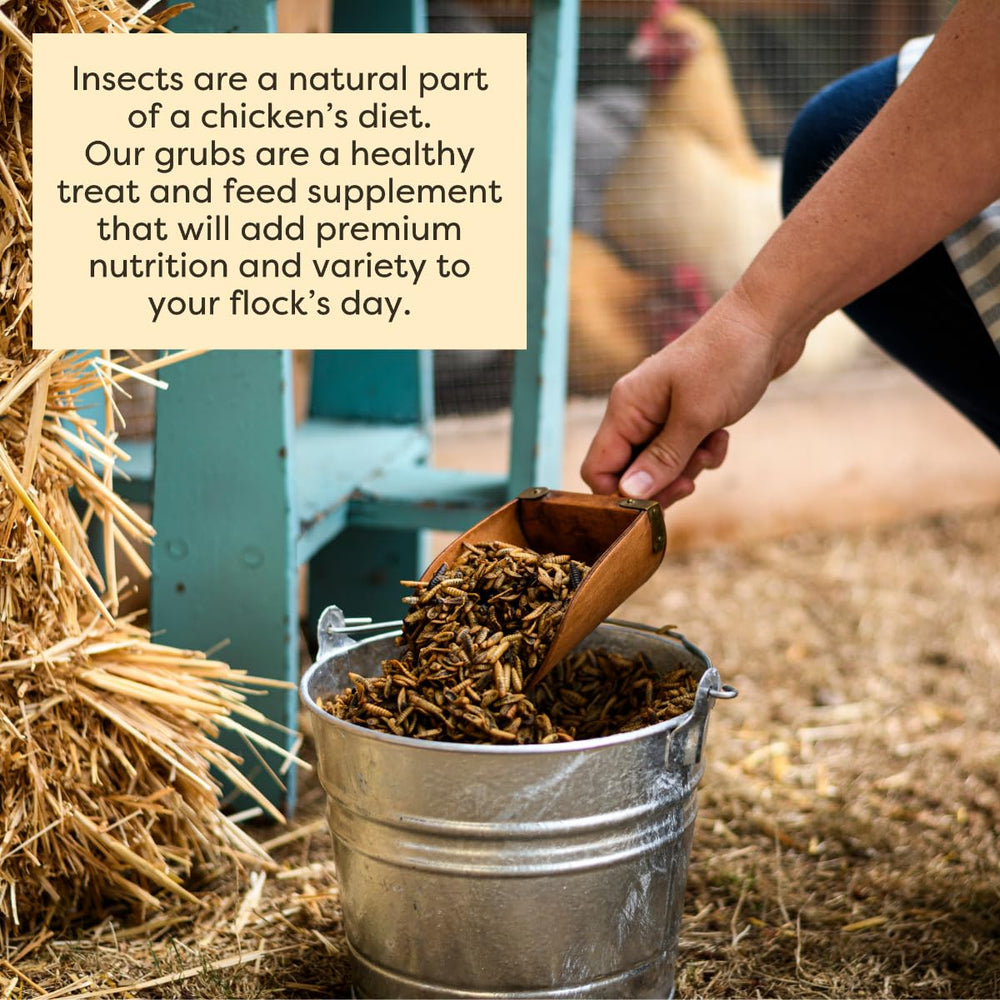 Scratch and Peck Grubs poured in feeder for enrichment and boredom relief.