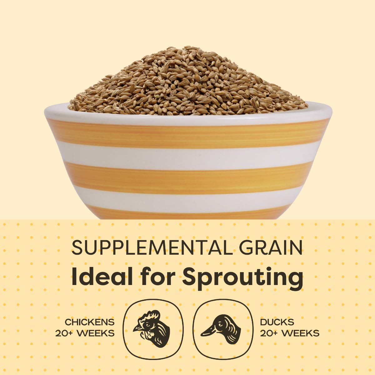 Scratch and Peck barley kernels shown raw and unprocessed for nutrient retention.