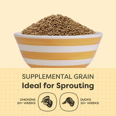 Scratch and Peck barley kernels shown raw and unprocessed for nutrient retention.