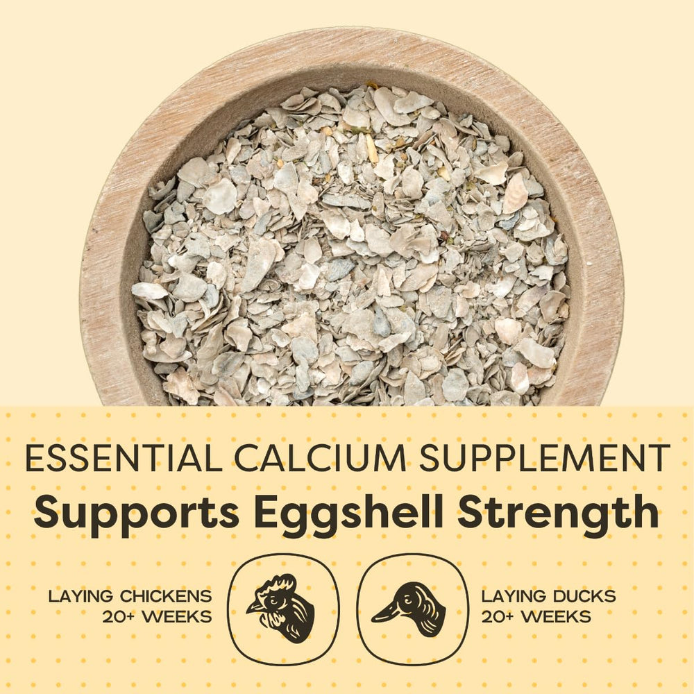 Scratch and Peck Oyster Shell Supplement in feeder demonstrates easy flock supplementation.