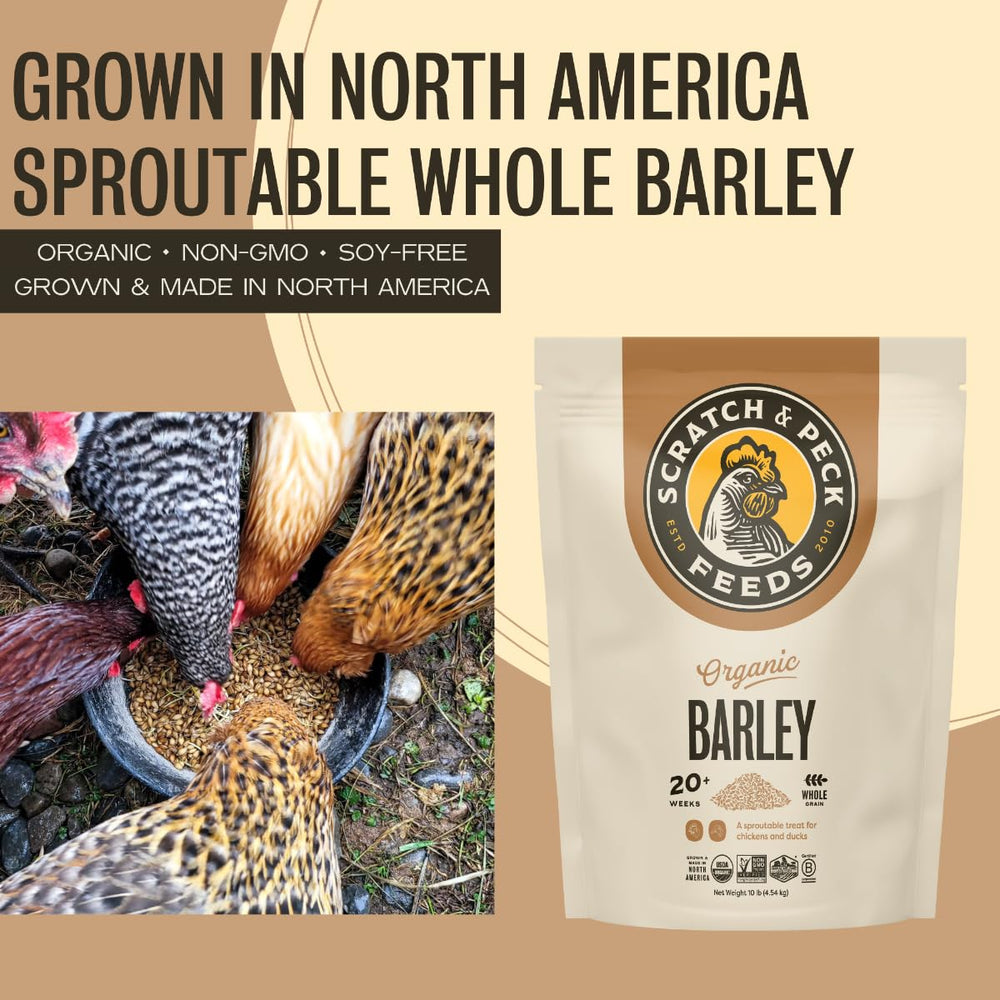 Scratch and Peck Organic barley grains ready to mix with layer or grower feed.