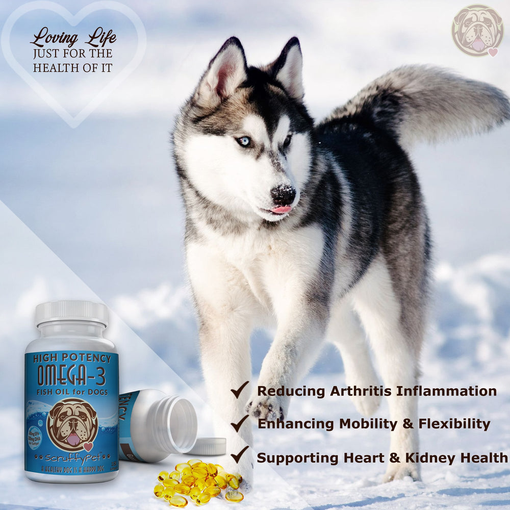 Omega-3 softgels added to dog meals for daily omega boost.
