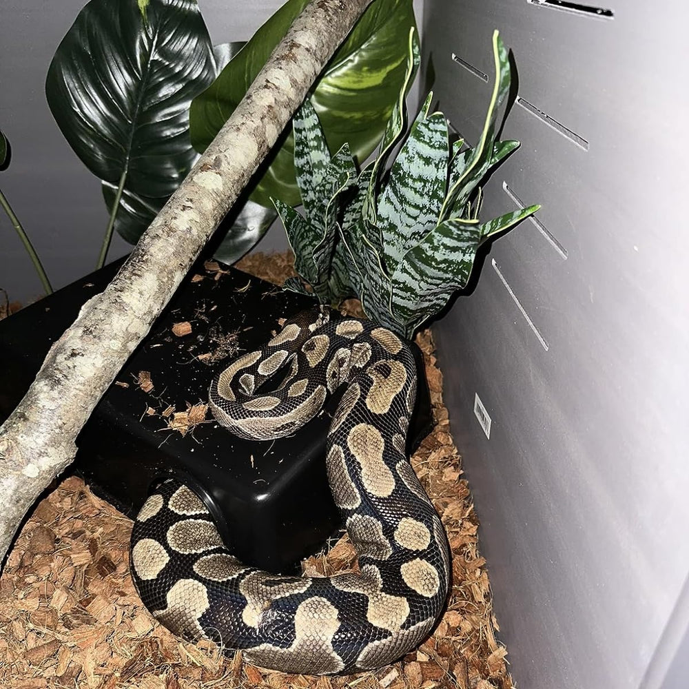 SDZGQPET Amypet hide cave in terrarium setup demonstrates compact hide spot